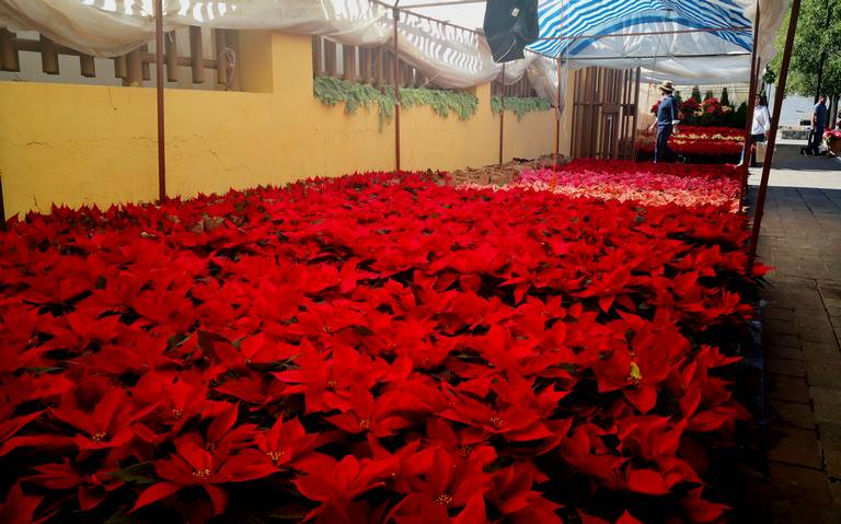 Invitan a visitar la Feria de las Flores de Nochebuena en SMA colores  estacionamiento ciudadanía árboles navideños - El Sol del Bajío | Noticias  Locales, Policiacas, de México, Guanajuato y el Mundo